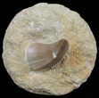 Mosasaur (Mosasaurus) Tooth In Rock #60167-2